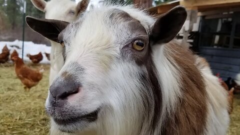 Our Buck Mr. Attitude! #goats #mean #funny #farm #homesteading #animals #farmanimals