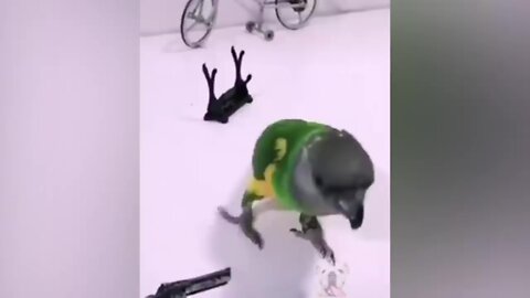 Parrot Talking - Smart And Funny Parrots Video