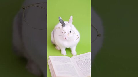 Cute Rabbit 🐇🐰#trending #viral #shortvideo #shortsvideo #animals #shorts #short #rabbit #cute