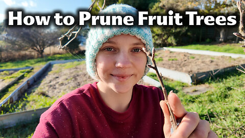 How To Prune A Fruit Tree - The Basics