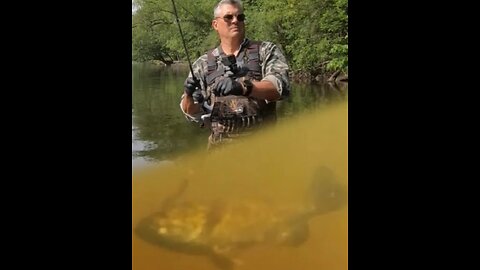 Mid-Michigan River Bass Underwater Action