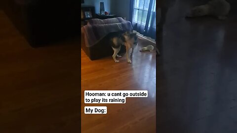 Dog Gives Attitude When She Can't Go Outside