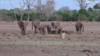 Elefanter jagar en lejonhona i Kenya