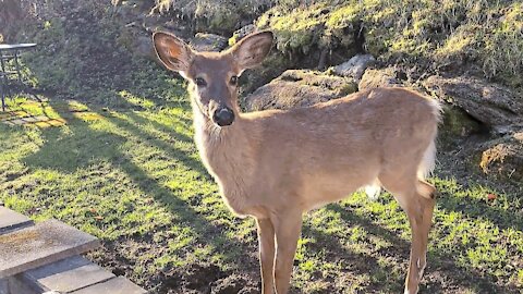 Curious Wild deer comes looking for some tasty and sweety treats!