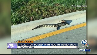 Alligator found with mouth taped shut in Boca Raton