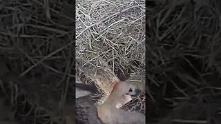 Rescuing a Frightened Deer Stuck on a Fence