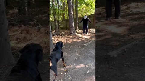 Rottweiler ATTACKS Michael Myers gone wrong!!!