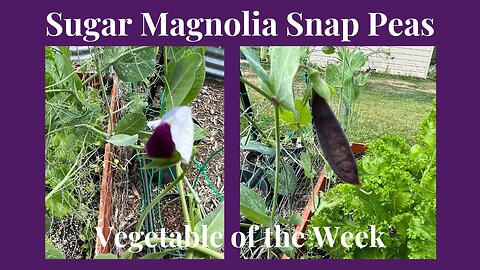 Growing Magnolia Sugar Snap Peas: Tips and Tricks // Gardening at the Simongetti North