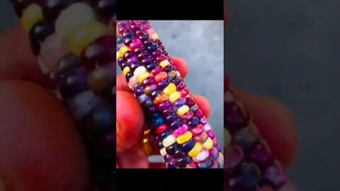 Corn Rainbow 🌽 #shorts #glass gem corn #Gem corn #Shorts