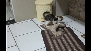 Joy fighting the rug - Round 2