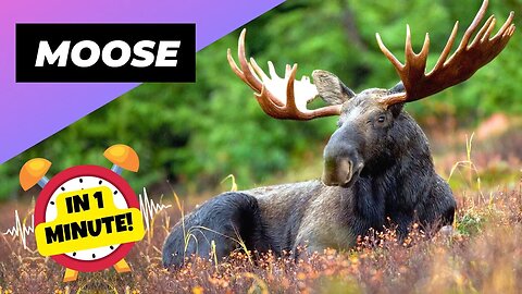 Moose - In 1 Minute! 🦌 One Of The Tallest Animals In The World | 1 Minute Animals