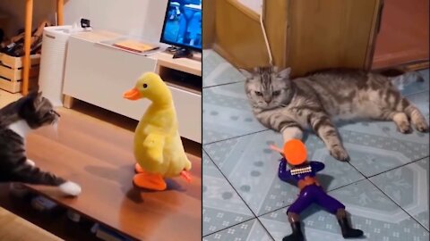 Check How Cats React to New Things