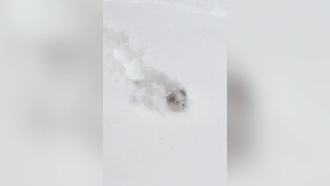 "Dog Hops Through Snow Like Rabbit"