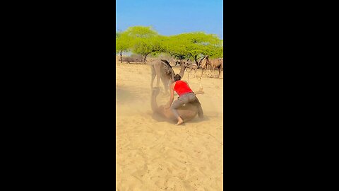 camal ko gira diya#shorts #rajasthani #village #shortvideo