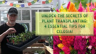 Unlock the Secrets of Plant Transplanting: 4 Essential Tips for Celosia!