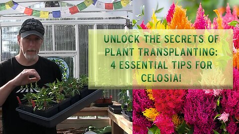 Unlock the Secrets of Plant Transplanting: 4 Essential Tips for Celosia!
