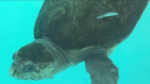 266-pound loggerhead turtle begins deep-dive swimming trials at Florida aquarium