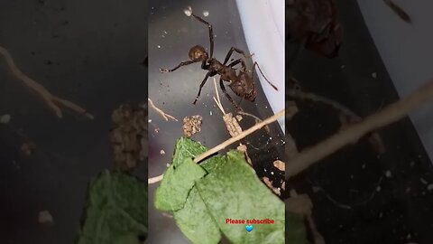 Leaf Cutter Ant Enjoys a Moment of Peace #ants #leafcutterants #pets