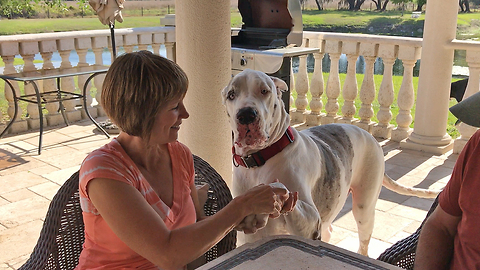 Funny Max the Deaf Great Dane Speaks and Shakes