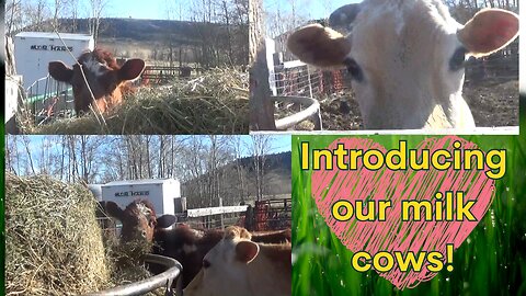 Our homestead milk cows