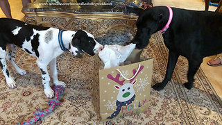 Excited Great Danes thrilled to open new gift bags