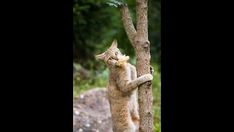 My cat trying to climbing tree😱😱