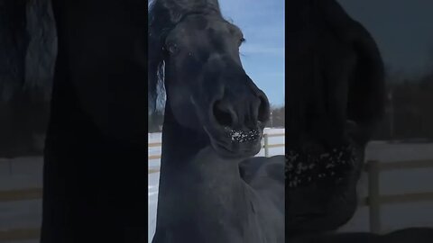 Friesian Horse Trying To Talk To Me