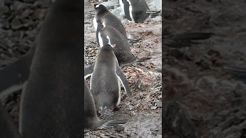 Romantic Proposal Style of Gentoo Penguins