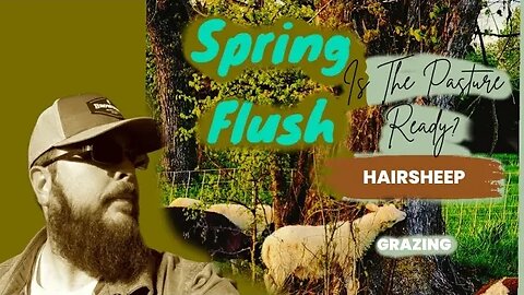 GRAZING SPRING FLUSH AND HAIRSHEEP FOR BRUSH CONTROL! #homesteading #grassfed #hairsheep
