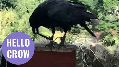 Unusual video captures moment a crow greets a walker