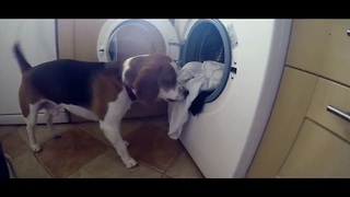 Smart Beagle knows how to do the laundry