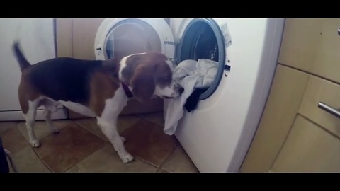 Smart Beagle knows how to do the laundry