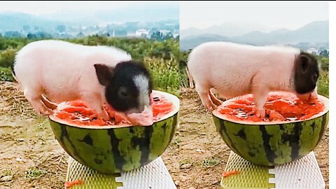 Cute baby animal pig video