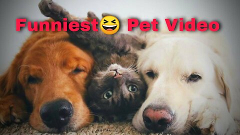 Cute Puppies🐶 Cute Funny and Smart Dogs🐱🐺🐻🐅 Compilation | Cute cat🐅🐆🐿️🦡