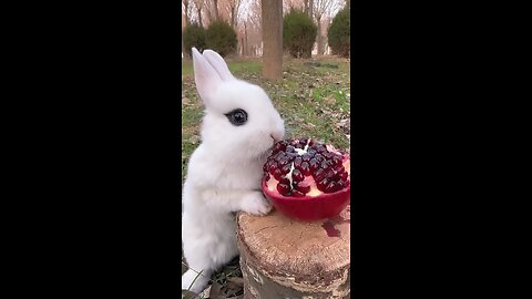 Little rabbit eats sweet and sour pomegranate, cute