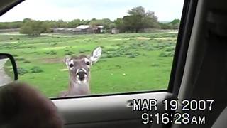 Precious Boy Feeds A Deer