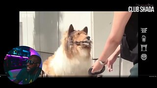 Japanese man identifies as a dog in his $16k costume | Club Shada
