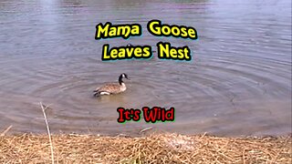 Mama Goose Leaves Nest Then Returns