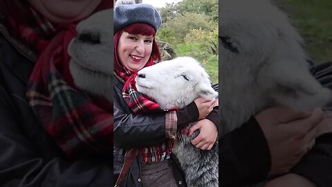 Cuddling with HERDWICK SHEEP in THE LAKE DISTRICT - the best way to relax 🐑