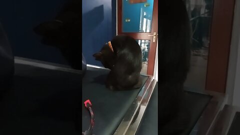 Black kitty cat cleaning her body.