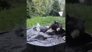 CUTE ANIMAL BATHING