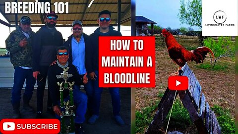 HOW TO MAINTAIN GAMEFOWL BLOODLINE WHEN YOUVE LOST ONE SIDE OF THE BREEDING LINE