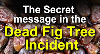 The Secret Message in the Dead Fig Tree Incident