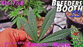 Breeders Booth S3 Ep. 5 | Veg Weeks 7 & 8 | F******* Powdery Mildew ( Goodbuds Genetics )