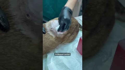 A DR SAVES THE POOR DOG| SICK DOG