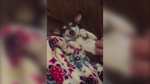 "A Dog Smiles When Her Belly Is Rubbed"