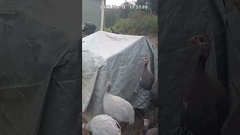 Farm cam. Guinea fowl keets