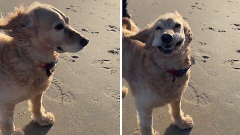 Dog has hilarious flapping lips in heavy wild Reverse