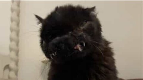 Étrange : ce chat est né avec deux visages