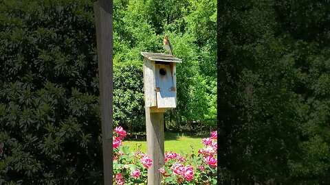 Bird on a Bird House #shorts